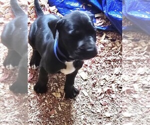 Great Dane Puppy for sale in BUCKHANNON, WV, USA