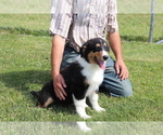 Small Photo #3 Bernese Mountain Dog-Collie Mix Puppy For Sale in SHILOH, OH, USA
