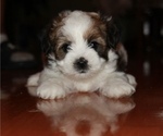 Puppy Chloe Biewer Terrier-ShihPoo Mix