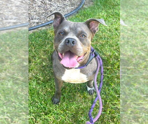 Medium Photo #3 American Staffordshire Terrier-Unknown Mix Puppy For Sale in Lake Forest, CA, USA