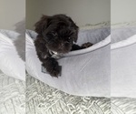 Small #2 Shih Tzu