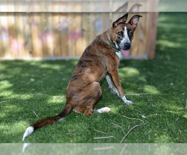 Medium Photo #1 Saluki-Unknown Mix Puppy For Sale in West Valley, UT, USA