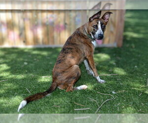 Saluki-Unknown Mix Dogs for adoption in West Valley, UT, USA