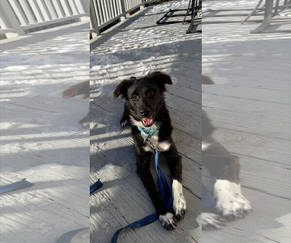 Medium Photo #4 Border Collie Puppy For Sale in Westminster, MD, USA