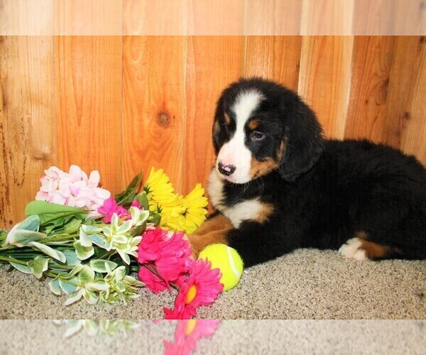 Medium Photo #6 Bernese Mountain Dog Puppy For Sale in HORN CREEK, CO, USA