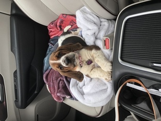 Basset Hound Puppy for sale in LEXINGTON, KY, USA