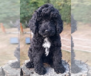 Labradoodle-Poodle (Miniature) Mix Puppy for sale in MILLVILLE, MN, USA