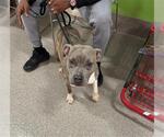 Small American Staffordshire Terrier Mix