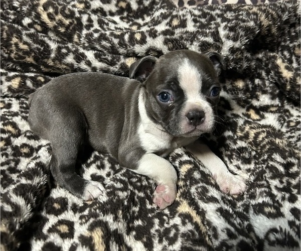 Medium Photo #1 Boston Terrier Puppy For Sale in ABILENE, TX, USA