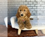 Small #4 Goldendoodle
