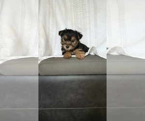 Medium Yorkshire Terrier