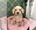 Small #1 Poodle (Miniature)