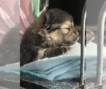 Small Photo #8 Pomeranian Puppy For Sale in RUTLEDGE, PA, USA