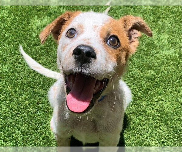 Medium Photo #2 Mutt Puppy For Sale in Moreno Valley, CA, USA