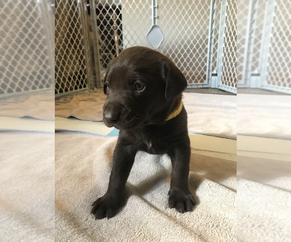 Medium Photo #1 Labrador Retriever Puppy For Sale in DUBUQUE, IA, USA