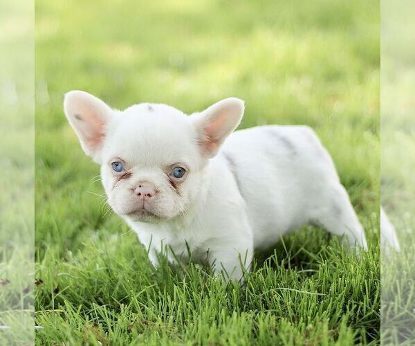 Medium Photo #3 French Bulldog Puppy For Sale in RONKS, PA, USA