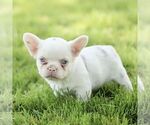 Small #2 French Bulldog