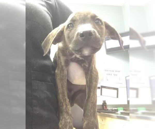 Medium Photo #1 Doberman Pinscher-Unknown Mix Puppy For Sale in Riverside, CA, USA