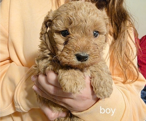 Medium Photo #1 Cavapoo Puppy For Sale in ROSEDALE, IN, USA