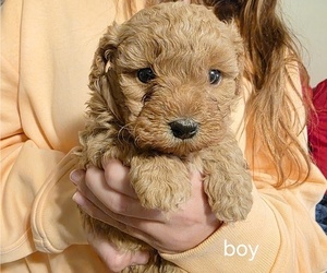 Medium Cavapoo