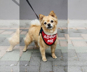 Darling Dexter - Male Chiranian Dog for Adoption - Photo #3