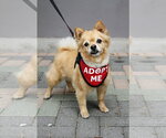 Small Photo #3 Chiranian Puppy For Sale in Mission Viejo, CA, USA