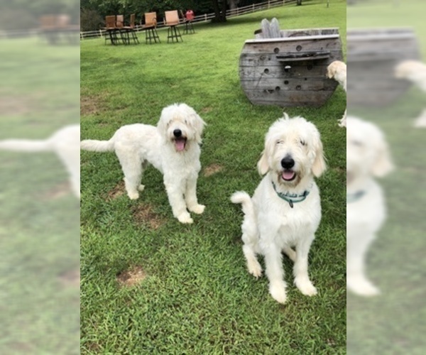 Medium Photo #1 Goldendoodle Puppy For Sale in SOUTHBURY, CT, USA