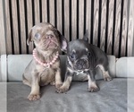 Small #8 French Bulldog