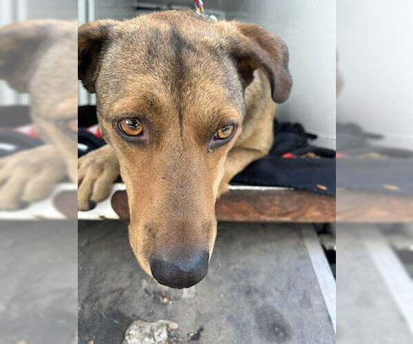 Medium Photo #1 Greyhound-Labrador Retriever Mix Puppy For Sale in Stockton, CA, USA