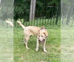 Small #7 Anatolian Shepherd-Labrador Retriever Mix