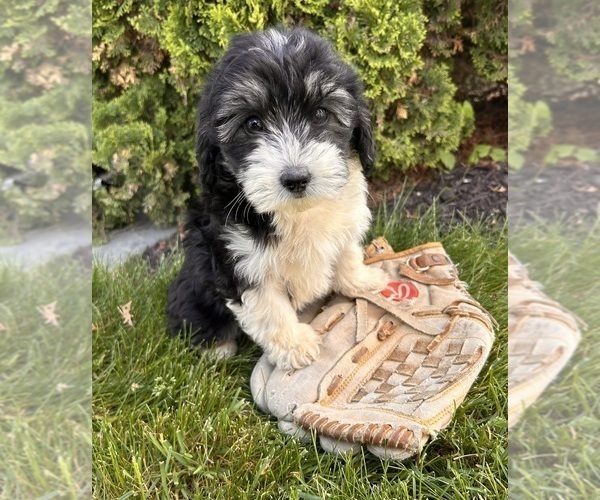Medium Photo #3 Poo-Ton Puppy For Sale in MIDDLEBURY, IN, USA