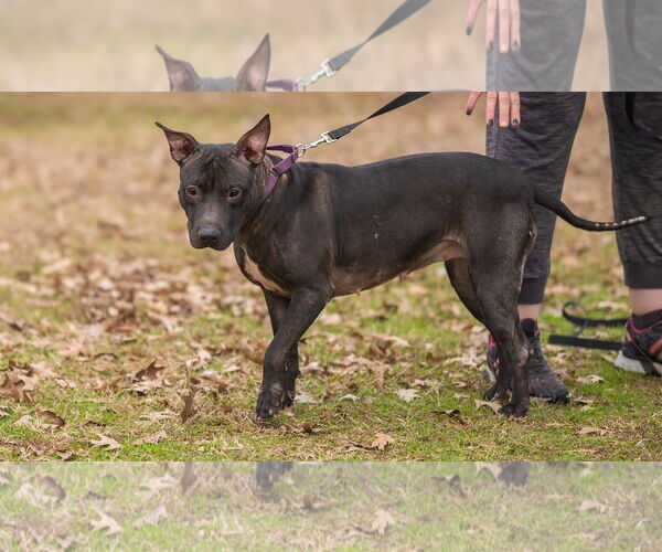 Medium Photo #14 Labrador Retriever-Unknown Mix Puppy For Sale in Munford, TN, USA