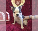 Small Photo #20 Boston Terrier Puppy For Sale in MINERAL WELLS, WV, USA