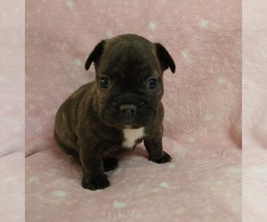 French Bulldog Puppy for sale in JOHNS ISLAND, SC, USA
