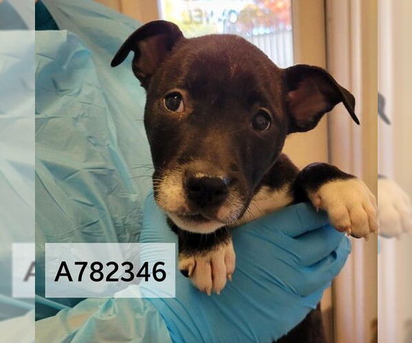 Medium Photo #2 American Staffordshire Terrier-Unknown Mix Puppy For Sale in San Antonio, TX, USA