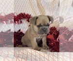 Small Photo #2 French Bulldog Puppy For Sale in RICHLAND, IA, USA