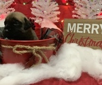 Small Photo #6 Mastiff Puppy For Sale in TITUSVILLE, FL, USA