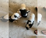 Image preview for Ad Listing. Nickname: Litter of 9
