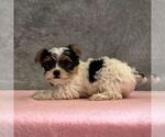 Small #3 Yorkshire Terrier