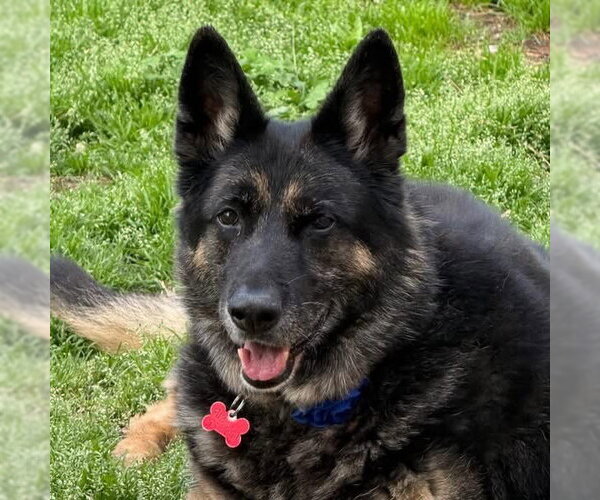 Medium Photo #1 German Shepherd Dog Puppy For Sale in Leavenworth, KS, USA