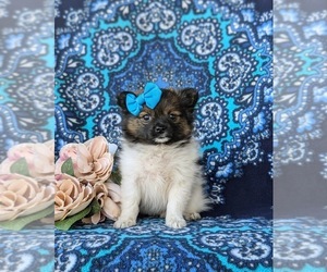 Pomeranian Puppy for sale in OXFORD, PA, USA