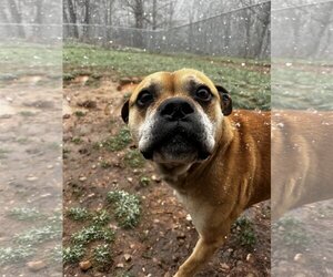 Boxer-Mastiff Mix Dogs for adoption in Harrisville, WV, USA