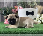 Small #2 Pug