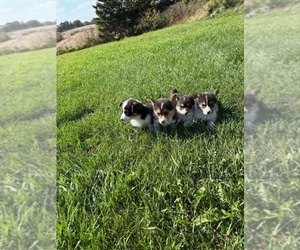 Pembroke Welsh Corgi Puppy for sale in WATERTOWN, WI, USA
