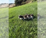Image preview for Ad Listing. Nickname: no name