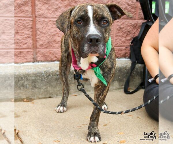 Medium Photo #16 Mutt Puppy For Sale in Washington, DC, USA