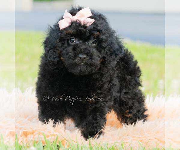 Medium Photo #9 Poodle (Miniature) Puppy For Sale in WARSAW, IN, USA