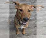 Small Beagle Mix
