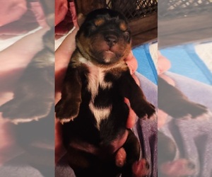 Yorkshire Terrier Puppy for Sale in BROOKHAVEN, Mississippi USA