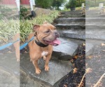 Small Photo #36 American Bulldog-Unknown Mix Puppy For Sale in Derwood, MD, USA